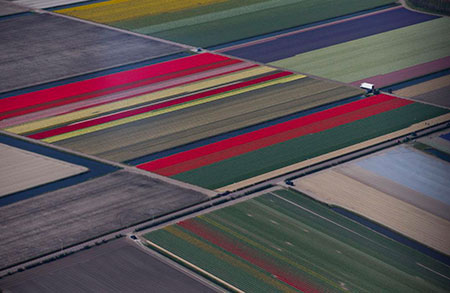 تصویر هوایی از یک باغ گل در هلند