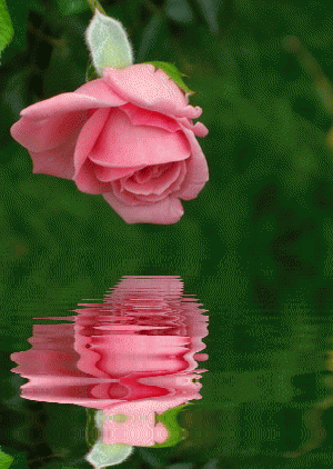 عکسهای متحرک عاشقانه گل رز جدید