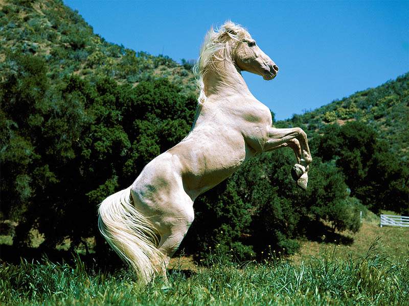 اسب سفید