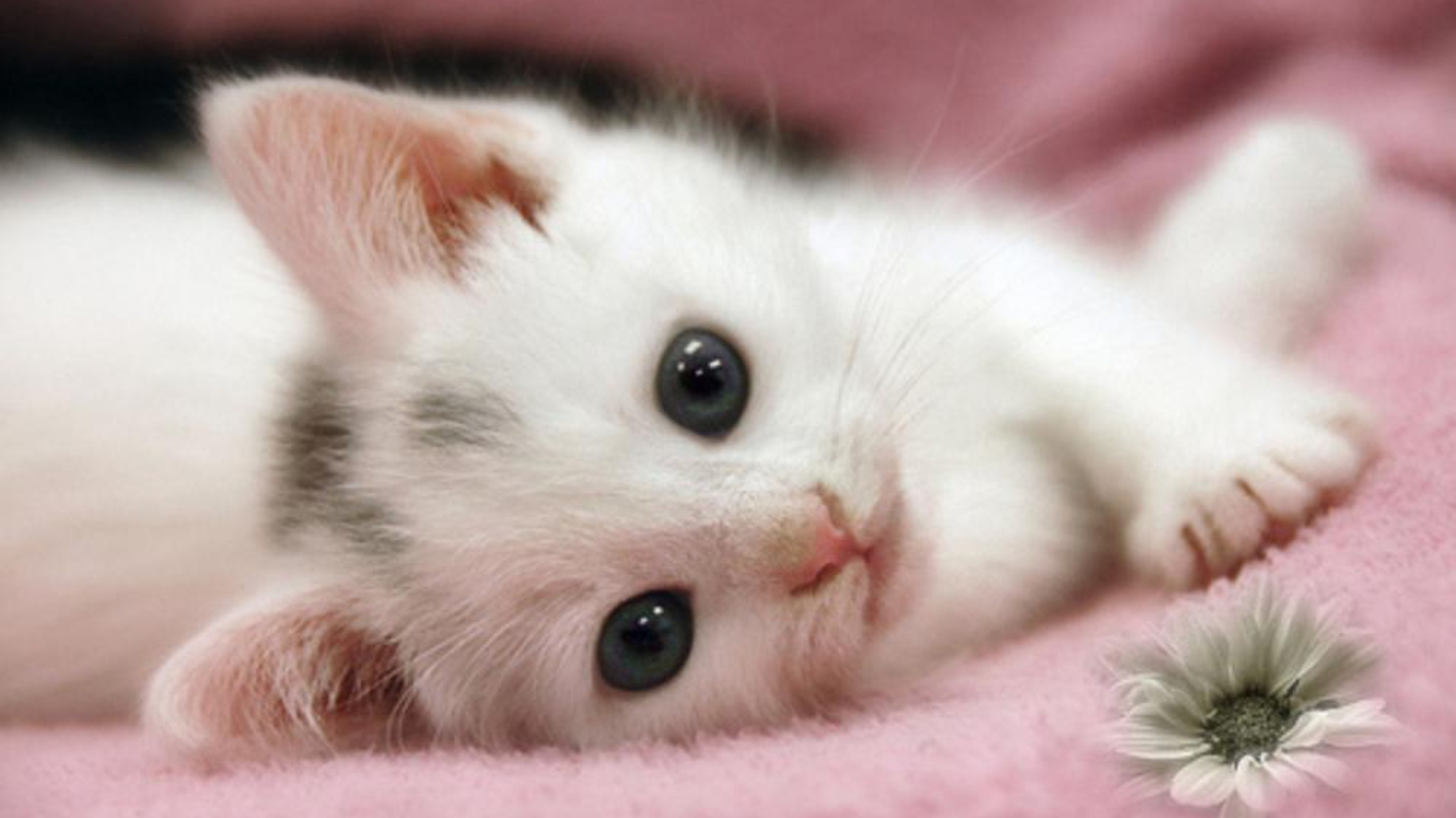 والپیپر زیبای بچه گربه