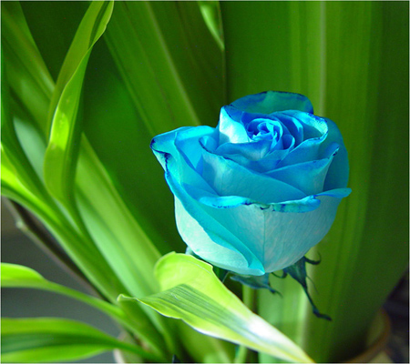 والپیپر گل آبی