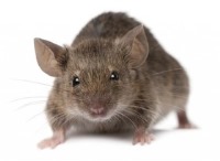  جلوگیری از بروز دیابت نوع یک در موشها با رویکرد جدید دانشمندان 