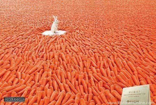 چه قدر هویج