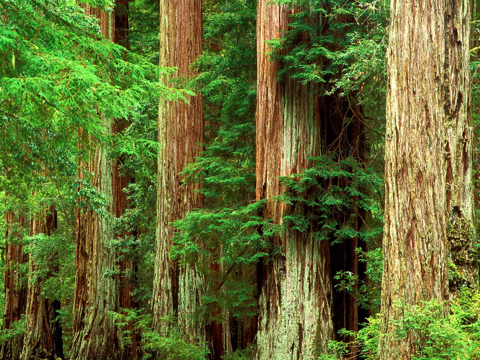 https://rozup.ir/up/aminreza/Pictures/Ancient_Giants,_Big_Basin_Redwood_State_Park,_California.jpg