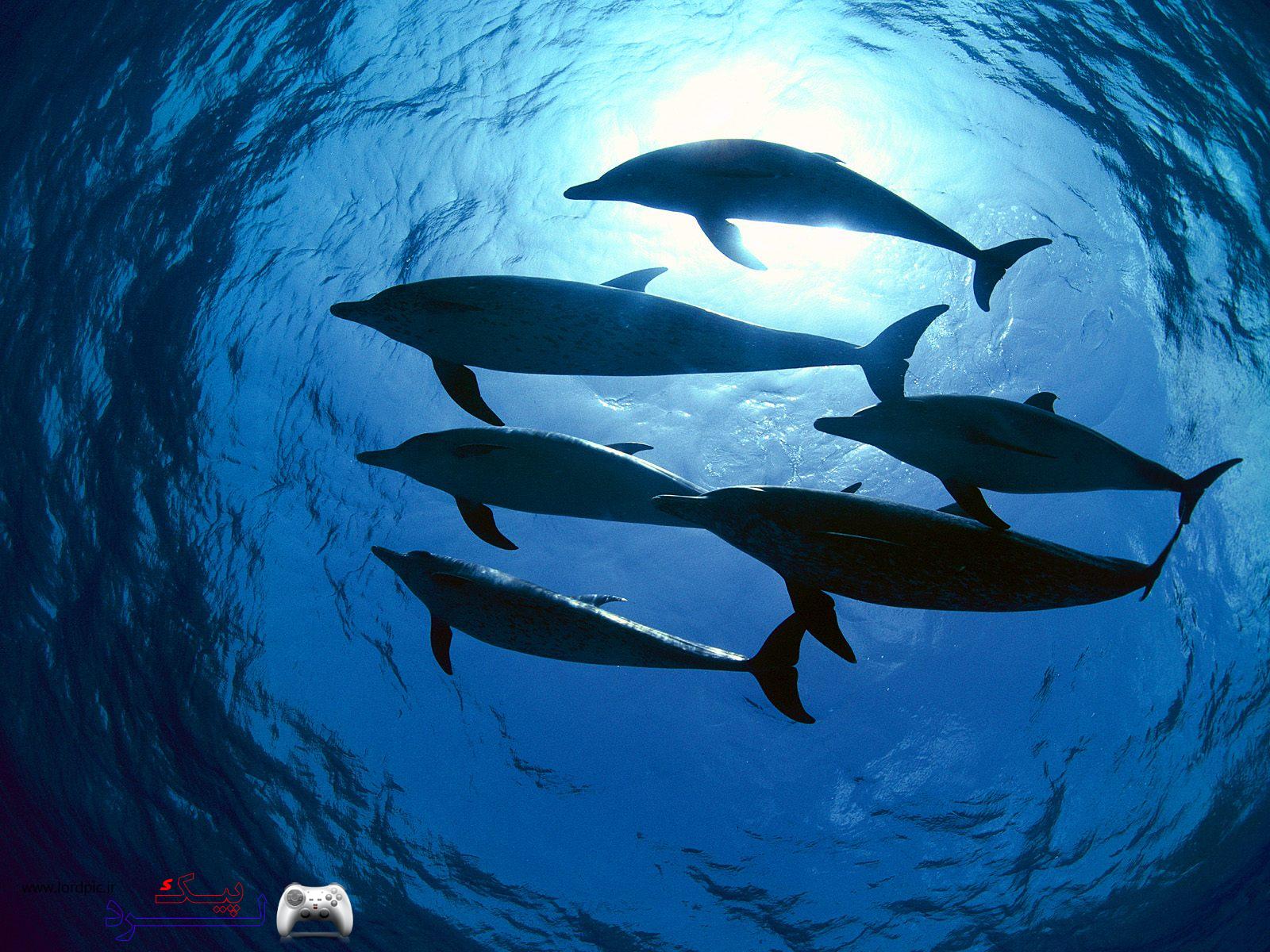 https://rozup.ir/up/aminreza/Pictures/Atlantic_Spotted_Dolphins,_Bahamas.jpg