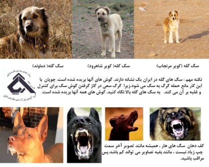 نجات (دفاع در برابر حمله سگ ها): 