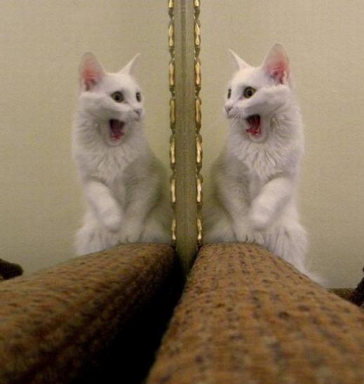 عکس گربه مقابل آینه