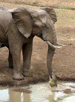 عکسهای گاز گرفتن خرطوم فیل توسط یک کروکودیل