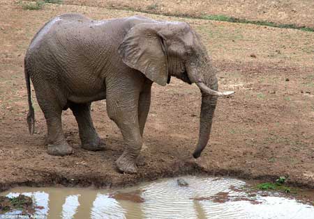 گاز گرفتن خرطوم فیل توسط یک کروکودیل