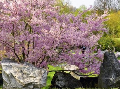 تصاویر زیبا از فصل بهار در سراسر جهان 