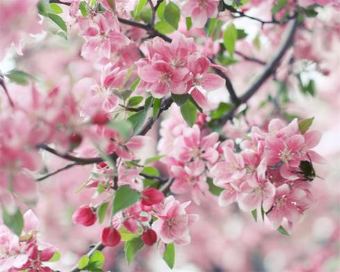 تصاویر زیبا از شکوفه های بهاری !
