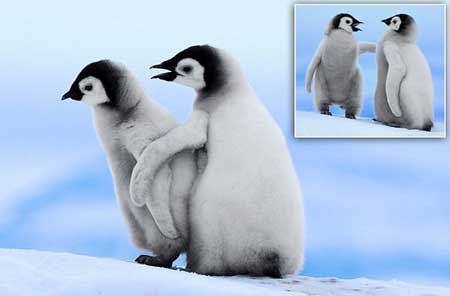 بچه پنگوئنی که دست دوستش را گرفت تا به او راه رفتن یاد دهد!
