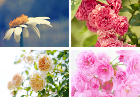 عکس های جدید و قشنگ از گل ها
