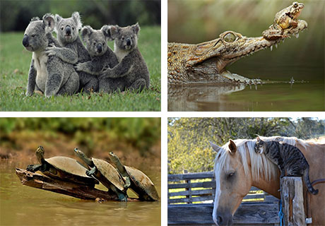 تصاویر جالب از حیوانات