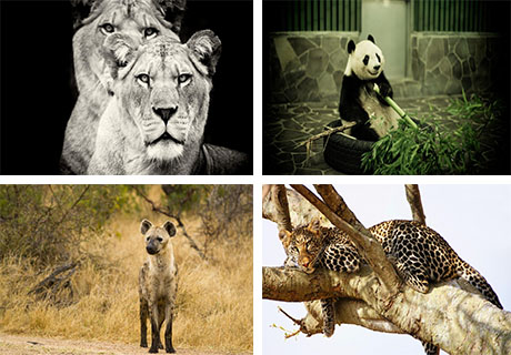 عکس های بسیار زیبا از حیوانات وحشی