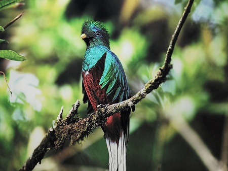 عکس HD از پرنده Quetzal