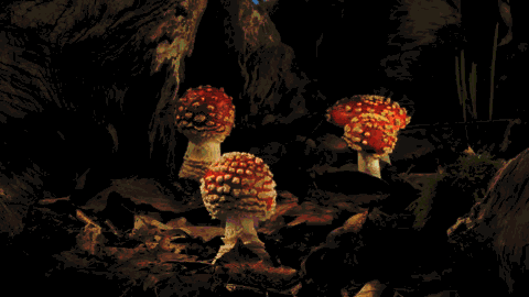 جهان جادویی قارچ‌های درخشان