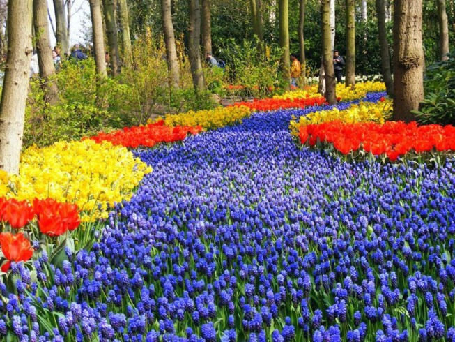 عکس های بزرگترین و زیباترین پارک گل در دنیا,عکس گل های زیبا,عکس پارک پر از گل,عکس پارک گل,عکس زیباترین گل ها,عکس گل زیبا,گل های بسیار زیبا