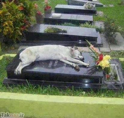 سگی که 7 سال است بر روی قبر صاحبش میخوابد! + عکس