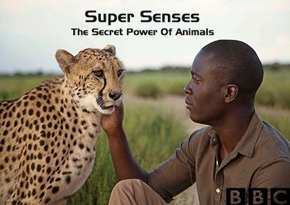 دانلود فصل اول مستند Super Senses The Secret Power Of Animals Season 1 2014