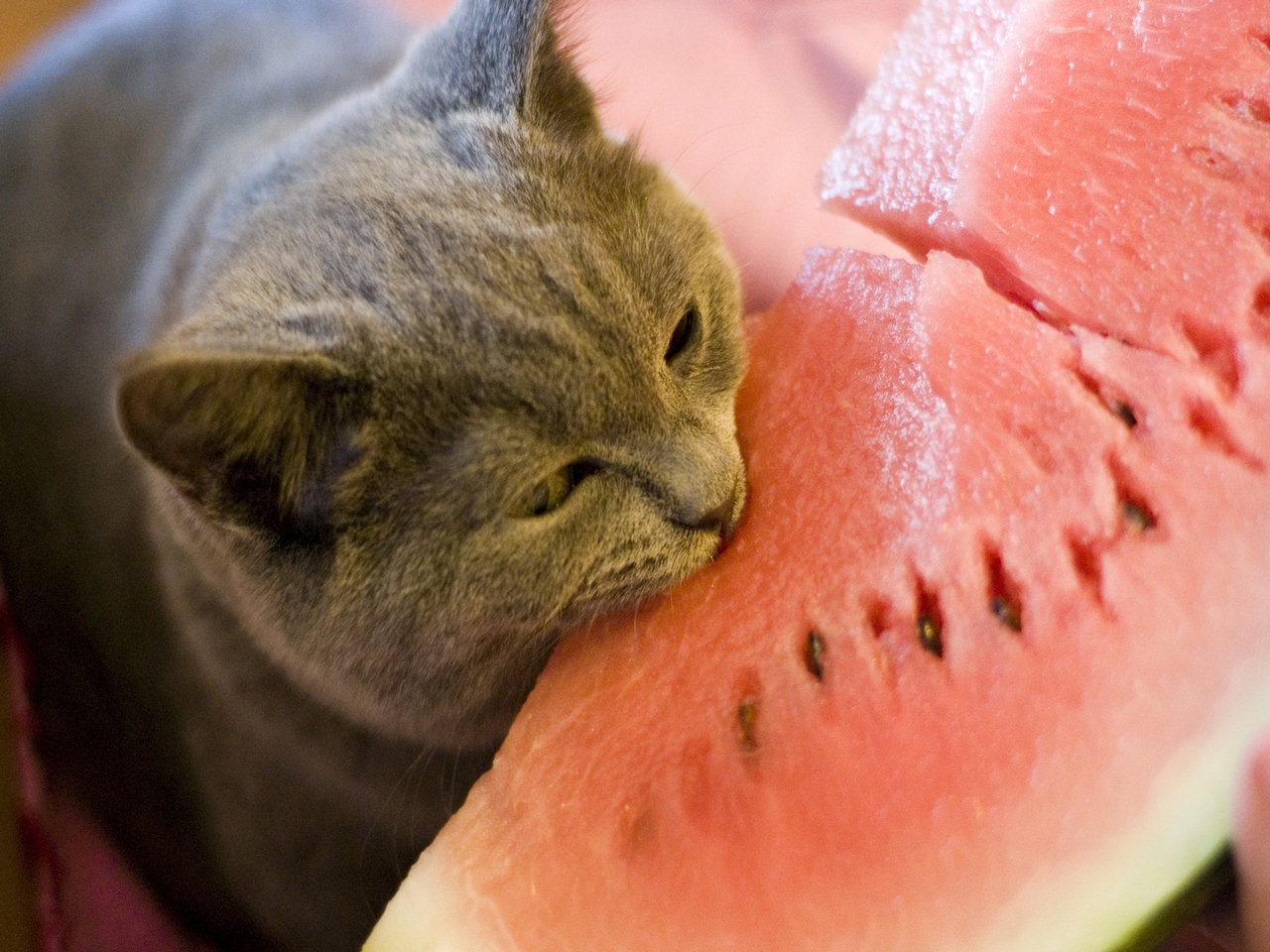 گربه و هندوانه