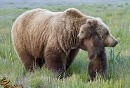  زیستگاه خرس قهوه‌ای ایران کجاست؟ 