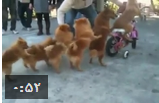 دوچرخه سواری گروهی سگ ها