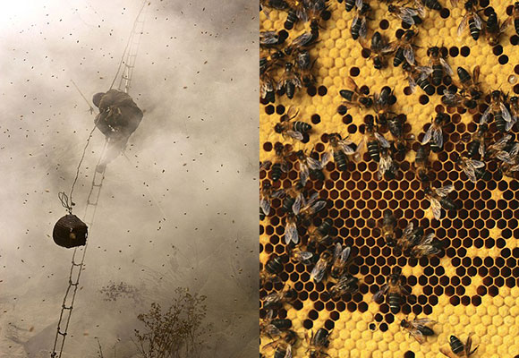 نبرد شکارچیان عسل در نپال با بزرگترین زنبور عسل جهان