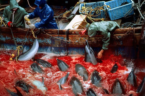 شکار دلفین؛ژاپن،فیلم و عگس