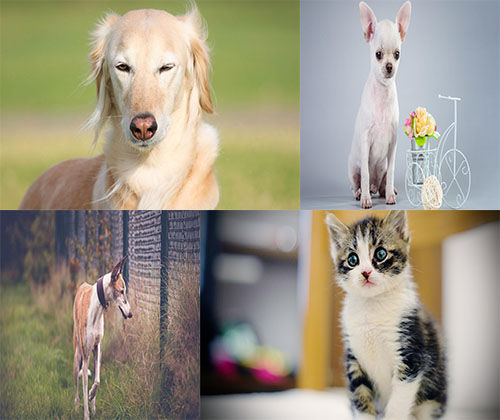 جدیدترین عکس ها از سگ ها و گربه های خانگی