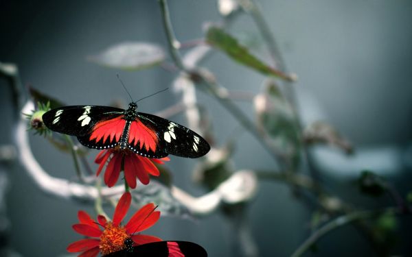 پروانه خوشگل