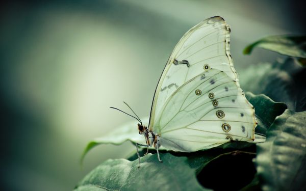 پروانه سفید