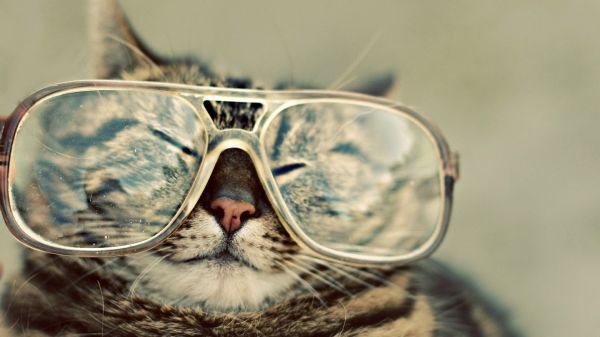 گربه عینکی