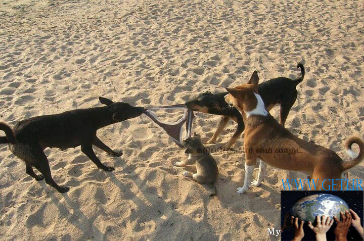 https://rozup.ir/up/geti/beach_dog_playing_with_underwear_funny_india.jpg