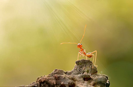 حضرت سلیمان و مورچه عاشق
