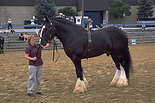 بزرگ ترین نژاد اسب