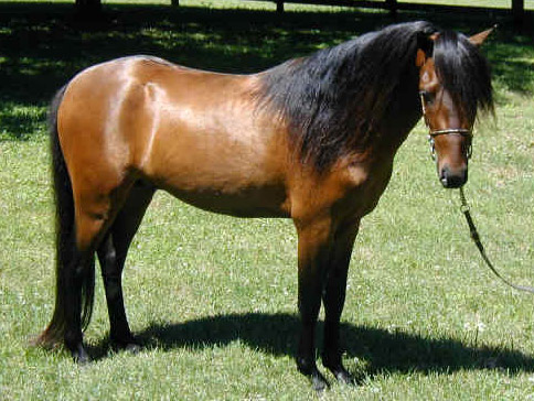 اسب کاسپین ( خزری)