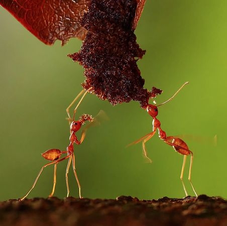 مورچه ای در حال غذا خوردن! + عکس