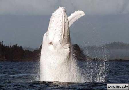 تصاویر نادرترین نهنگ (نهنگ سفید) !