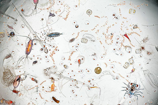 موجودات ذره بینی در یک قطره آب دریا ! + عکس