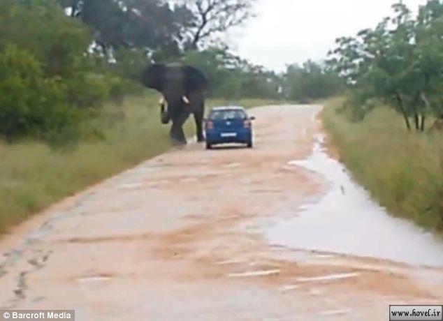 تصاویر حمله ی یک فیل به یک زوج جوان !