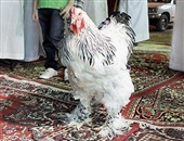 گران ترین مرغ جهان! + عکس