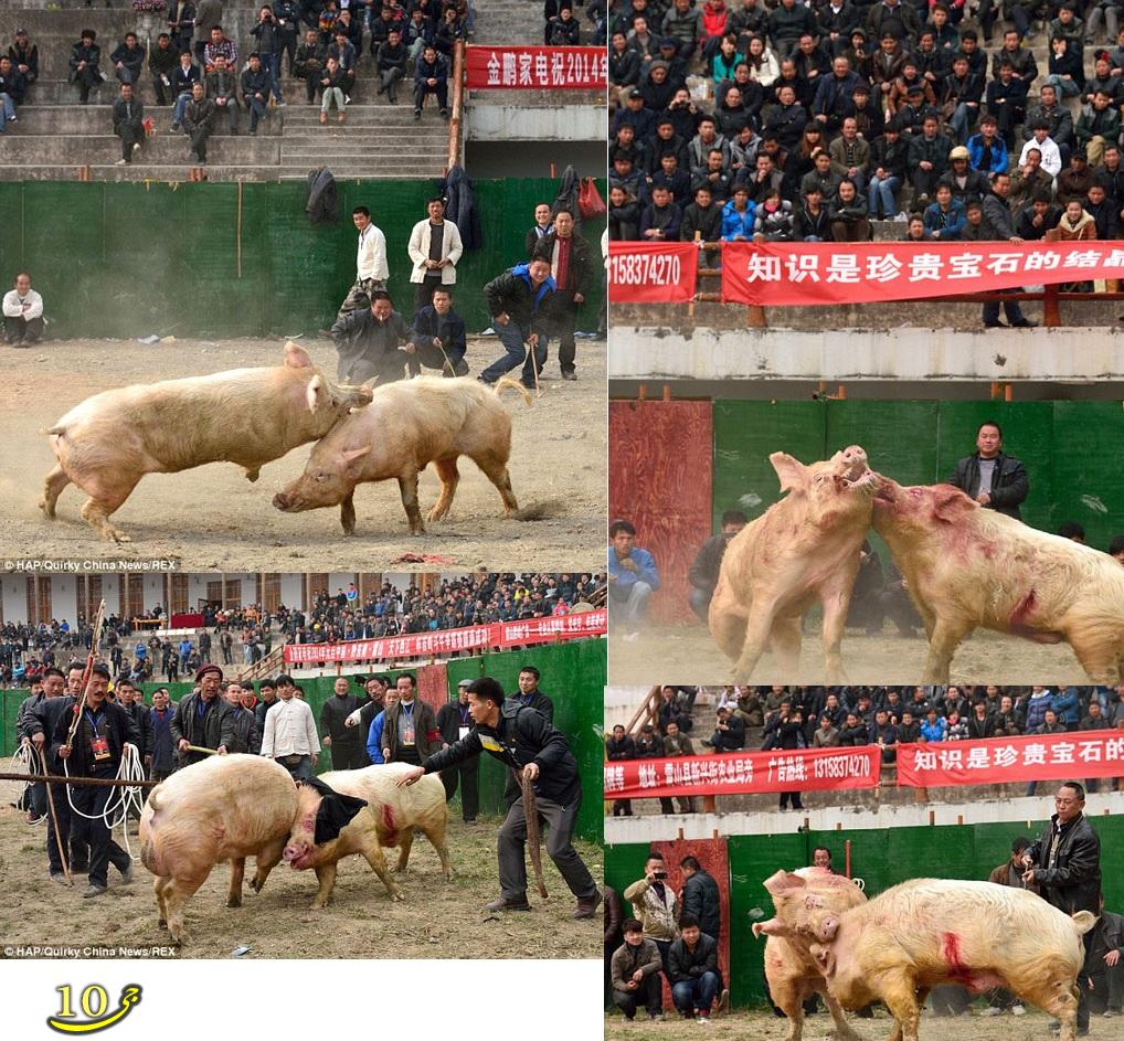 برگزاری مسابقات جنگ خوک در چین+عکس