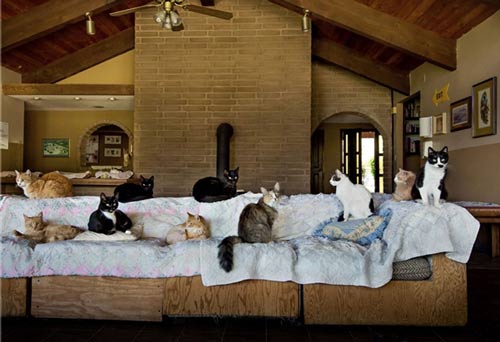 عکس هایی جالب از خانه ای با 24 هزار گربه