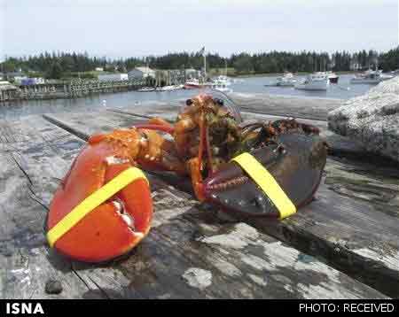 خرچنگی با ۲۰۰۰ کیلو وزن/افسانه خرچنگ غول پیکر حقیقت دارد(عکس)