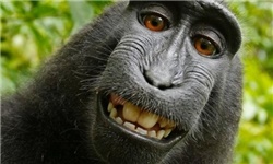 عکسی که این میمون بازیگوش از خودش گرفت، دنیای اینترنت را به هم ریخت 