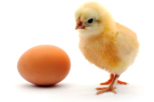 کوچکترین تخم مرغ جهان رکورد گینس را شکست! / عکس