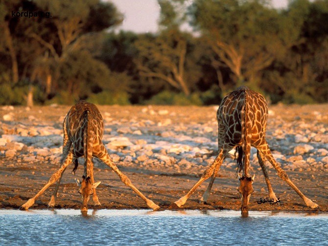 عکسهایی بسیار دیدنی از حیات وحش آفریقا