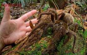 کشف عنکبوت غول‌پیکری که رکورد گینس را شکست 