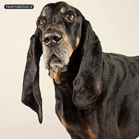 رکورد گینس گوش دراز ترین سگ زنده در جهان